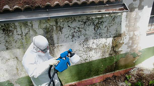Top rated local Mold Removal specialists in Huntingdon, TN